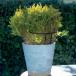 { высота 70cm}... san. . только ..b ланч поддержка G03222tinos
