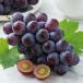 [... . группа ] Yamanashi производство [..] 1.4kg[8 месяц средний . примерно - доставка ] овощи фрукты фрукты FJ0701tinos