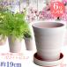 �A�ؔ� ������� ���� ���� �T�C�Y 19cm �t�����[���[�h 6�� �z���C�g�r�X�N �� �l�`��M�U�� �z���C�g�r�X�N�t  ���� ���O �����K �F