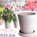 �A�ؔ� ������� ���� ���� �T�C�Y 21cm �t�����[���[�h 7�� �z���C�g�r�X�N �� �l�`��M�U�� �z���C�g�r�X�N�t ���� ���O �����K �F