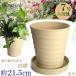 �A�ؔ� ������� ���� ���� �T�C�Y 22cm �t�����[���[�h 7�� ���� ��M�t ���� ���O �� �F