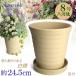 �A�ؔ� ������� ���� ���� �T�C�Y 24cm �t�����[���[�h 8�� ���� ��M�t ���� ���O �� �F