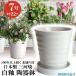 �A�ؔ� ������� ���� ���� �T�C�Y 22cm �t�����[���[�h 7�� ���� ��M�t ���� ���O �z���C�g �� �F