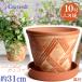 ��M�t �A�ؔ� ������� ���� ���� �T�C�Y 31cm �n�[�u�̂����� 10�� �I�����W �� �l�`��M 10�� �ԏ� ���� ���O �����K �F