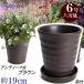 �A�ؔ� ������� ���� ���� �T�C�Y 19cm �t�����[���[�h 6�� �u���E�� ��M�t ���� ���O �� �F