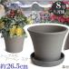 ��M�t �A�ؔ� ������� ���� ���� �T�C�Y 26.5cm DL���[�Y 8�� �Õ��� �� �l�`��M�V�� ���Ԃ� ���� ���O �O���[ �F