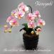  photocatalyst . butterfly orchid artificial flower interior small wheel 1 pcs . long Mill key pink peach color . festival gift souvenir birthday presentation new building opening flower fake green air cleaning 