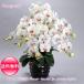  photocatalyst . butterfly orchid artificial flower interior large wheel 5ps.@. white A white color . festival gift souvenir birthday presentation new building opening flower fake green air cleaning 