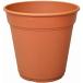 ro там pot 450 type Brown Apple одежда - rose сад роза цветочный горшок 