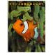 �N�}�m�~�S��ɉ�ɍs���@We�@love�@anemonefishes�@�����f�v/��