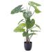  восток . искусственная зелень Alocasia odora декоративное растение искусственный цветок GRN-16 Alocasia odora 