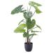  восток . искусственная зелень Alocasia odora декоративное растение искусственный цветок GRN-16 Alocasia odora 