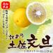 高知県産　訳あり土佐文旦（ぶんたん）人気大玉L-2Lサイズ（4-5玉入）2kg送料無料北海道、沖縄は送料別途加算