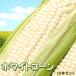 [ предварительный заказ ] белый кукуруза Hokkaido кукуруза 10 шт. входит бесплатная доставка * Okinawa. доставка отдельно . прибавление День отца подарок на Bon Festival кемпинг 