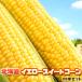 [ предварительный заказ ] желтый сладкий кукуруза Hokkaido кукуруза 20 шт. входит бесплатная доставка * Okinawa. доставка отдельно . прибавление День отца подарок на Bon Festival кемпинг 