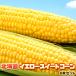 [ предварительный заказ ] желтый сладкий кукуруза Hokkaido кукуруза 8 шт. входит бесплатная доставка * Okinawa. доставка отдельно . прибавление День отца подарок на Bon Festival кемпинг 