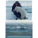  лед. сверху. крышка .[DVD]
