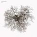 John Metcalfe / TREE [CD]
