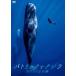  Patrick . кит 6000 день. .[DVD]
