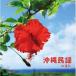  King * super * twin * серии :: Okinawa фолк лучший [CD]