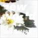 THIS IS JAPAN / new world( обычный запись ) [CD]