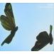 tickles / old note & afterward [CD]