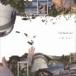  маленький Izumi Yayoi /lifre расческа .n[CD]