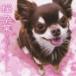  Sakura |. индустрия музыкальная шкатулка * коллекция [CD]