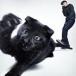.ROY /.......[CD]