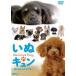 sin forest DVD.. Qun ... ... эффект живого звука We Love Dog [DVD]