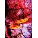 DIR EN GREY|FROM DEPRESSION TO______[mode of 16-17] [DVD]