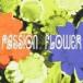 T-SQUARE / Passion Flower( обычная версия ) [CD]