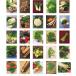 ���� DAJ 132 VEGETABLES 02 ���� �֘A�摜4