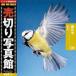  прямые продажи фотография павильон JFI 029 птица ..Birds. покупка 