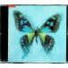 age - бабочка ( тонкий кейс ) / Porno Graffitti CD Японская музыка 