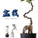 �ϗt�A�� �K�W���}�� �y�����I�ׂ�z�~�͉����񂪍�����A�Ȃ���K�W���}��
