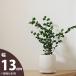  pot plant pot stylish interior ceramics pot white popular white mat!(13cm)