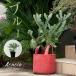  decorative plant kind large out evergreen tree garden gardening robust ., beautiful. Akashi a* blue bush 5 number pot 
