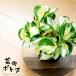  pothos * крепление, опора tas[ объем есть ]