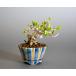  бобы бонсай бородвка tanoki. кожа вода .. дерево бонсай (.... дерево * вода .. дерево бобы бонсай ) маленький бонсай 4138