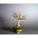  бонсай клён трёхраздельный бонсай Tang клен (.. клен * бонсай Tang клен ) shohin bonsai 4395
