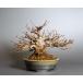  бонсай клён трёхраздельный бонсай (.. клен * Tang клен мини бонсай ) shohin bonsai 4398