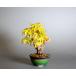  бонсай iro - momiji бонсай . лист (... . лист мини бонсай ) shohin bonsai 4440