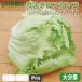  rental терроризм franc koPro бесплатная доставка 10 шт. комплект [ овощи. роза ] называющаяся прекрасный Италия . производство. цикорий Fukuoka префектура производство 