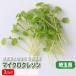  micro cress 1 pack leaf. size 1cm degree ultimate small size . nutrition ..kalada. kind less pesticide hydroponic culture Saitama prefecture production 