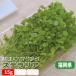  Stella rear 15g degree spring. 7 . box be. micro herb Fukuoka prefecture production 