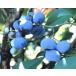  голубика голубой душ . дерево 5 номер 1 шт. 