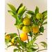  один лет yuz( цветок yuz) контактный дерево рассада 1 шт. 