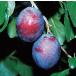  чернослив President контактный дерево рассада 1 шт. ( поступление предположительно :2025 год 11 месяц примерно ..)