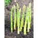  спаржа jesi-ja Ian to pot рассада 2 АО ( поступление предположительно :2025 год 11 месяц последняя декада примерно )